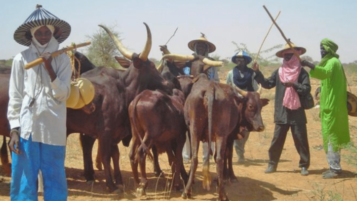 10,000 pastoralists killed, 2 million displaced in seven years – Miyetti Allah