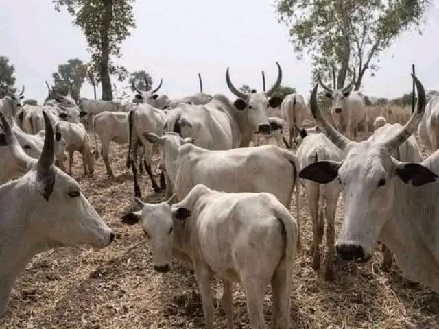 Buhari Releases N6.25 Billion For Cattle Ranches In Katsina