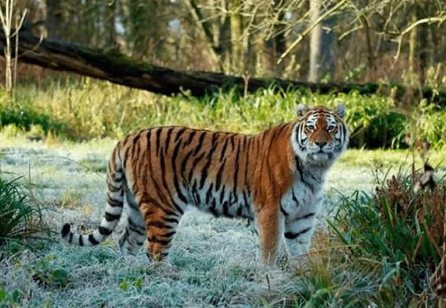 Indian mum fights tiger to save son