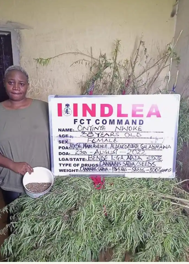 NDLEA Destroys Farm Of An Abuja Woman Who Grows and Sells Cannabis (video)