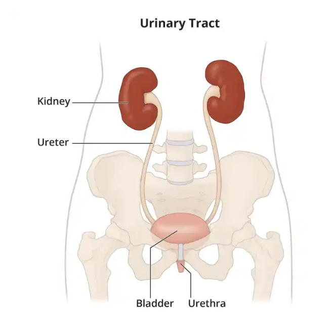 9 Habits That Are Harmful To Your Kidney