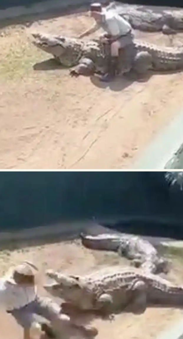 Zookeeper Mauled By 16-foot Crocodile In Front Of Terrified Crowd