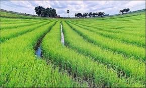 Floods submerge OLAM rice farm in Nasarawa