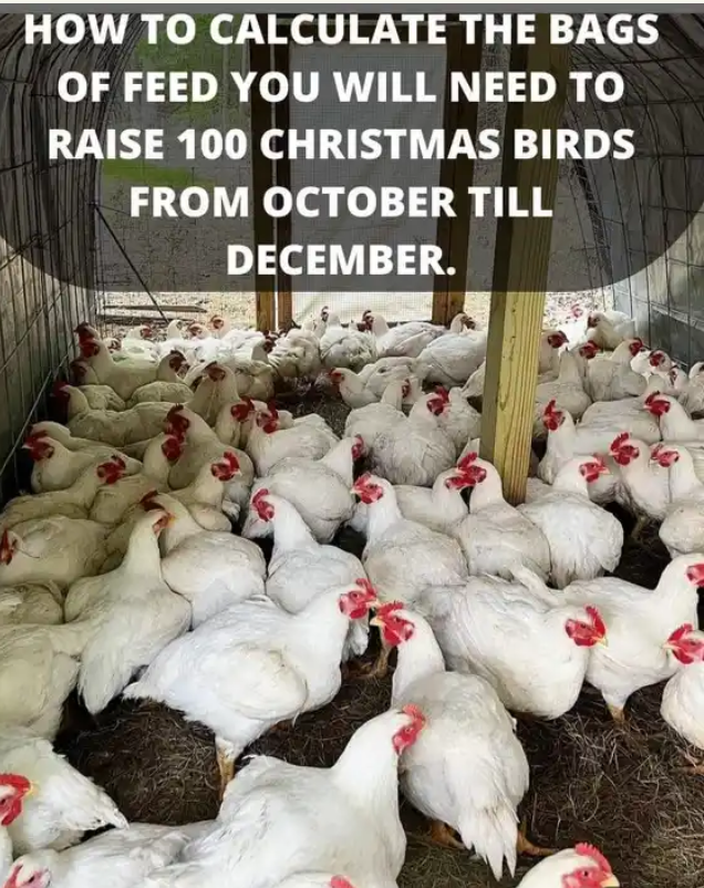 How To Calculate Bags Of Feed Needed To Raise 100 Christmas Broilers