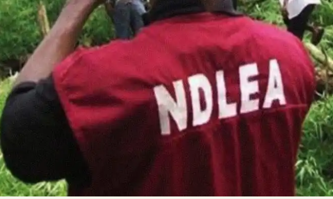 2023 Budget: We Made No Request To Buy Sniffer Dogs – NDLEA