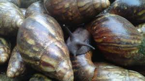 Snail Farming in Nigeria