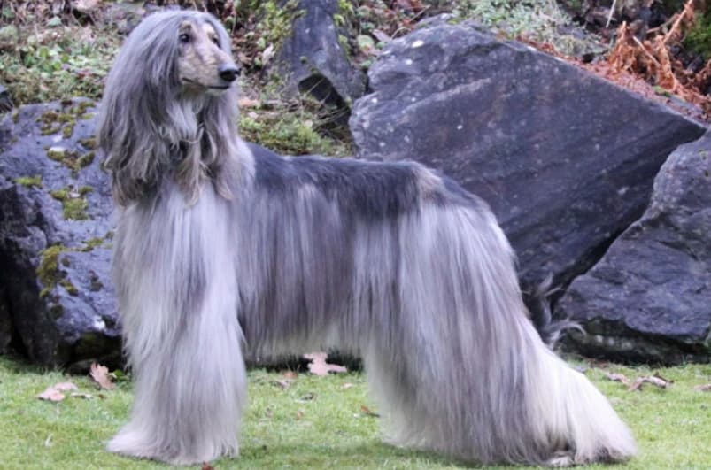 Afghan Hound