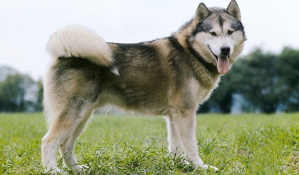 Alaskan Malamute