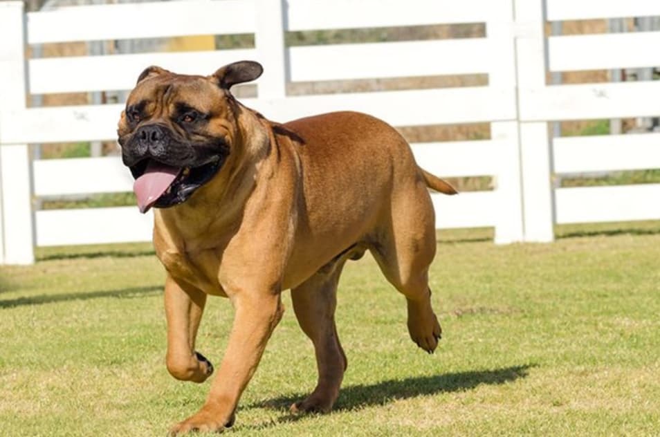 Bullmastiff