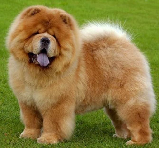 Chow Chow