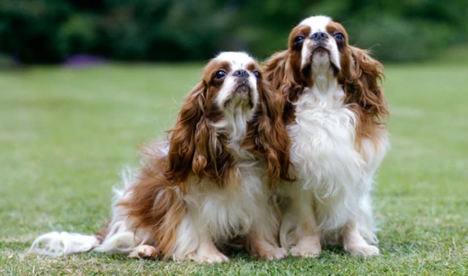 The English Toy Spaniel