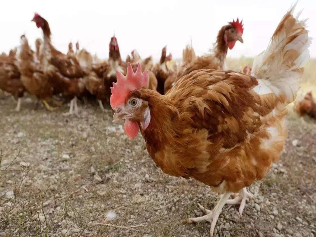 FG confirms outbreak of bird flu in 28 states