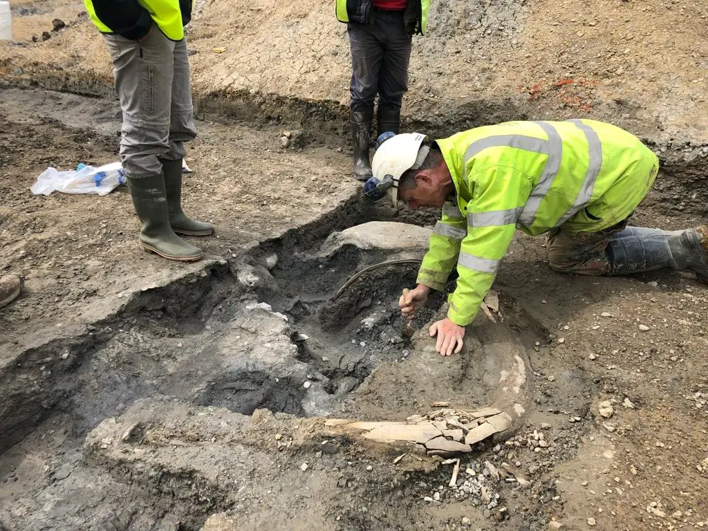 diggers working to unearth mammoth fossils