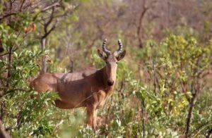 Kamuku National Park