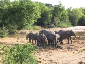 Yankari Game Reserve