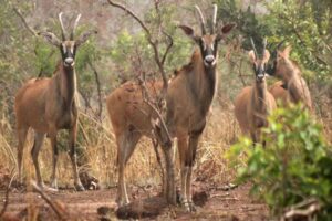 Kainji National Park