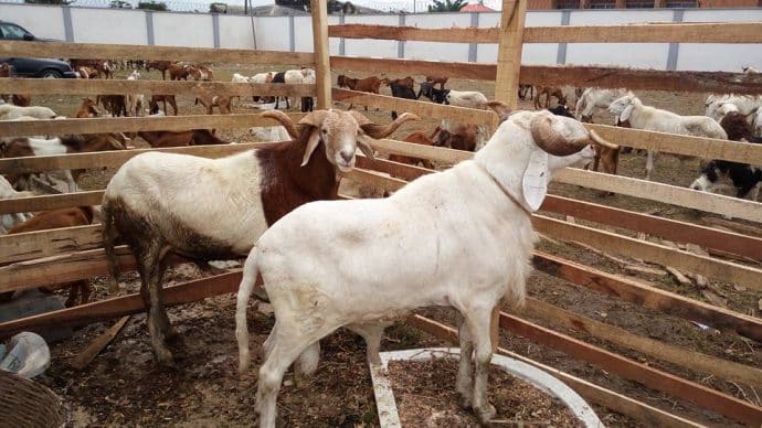 Sallah rams: Traders lament low sales amid high prices