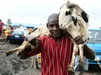 How exorbitant ram prices ruined Eid-el-Kabir celebration