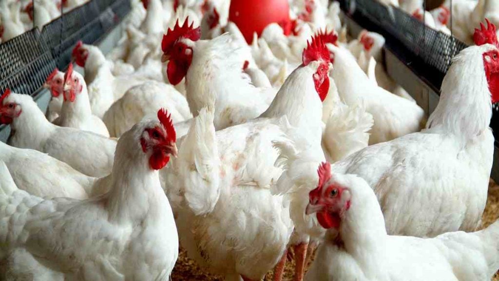 127 poultries shut down, over N5bn lost to economic hardship – Farmers lament