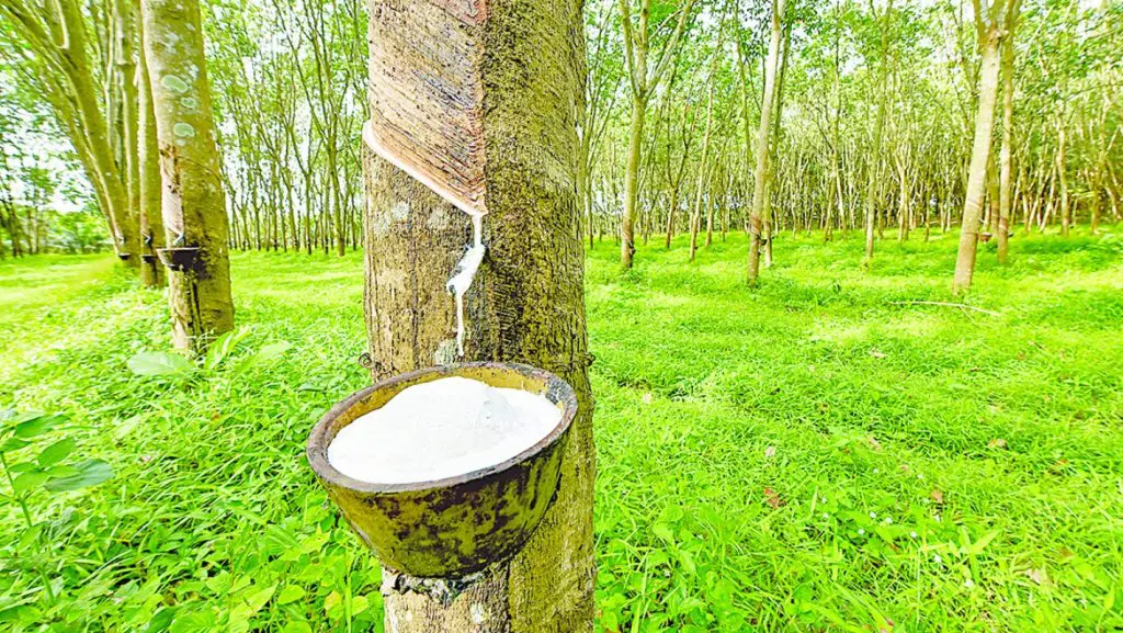 Rubber can generate N200bn annually – NARPPMAN chairman