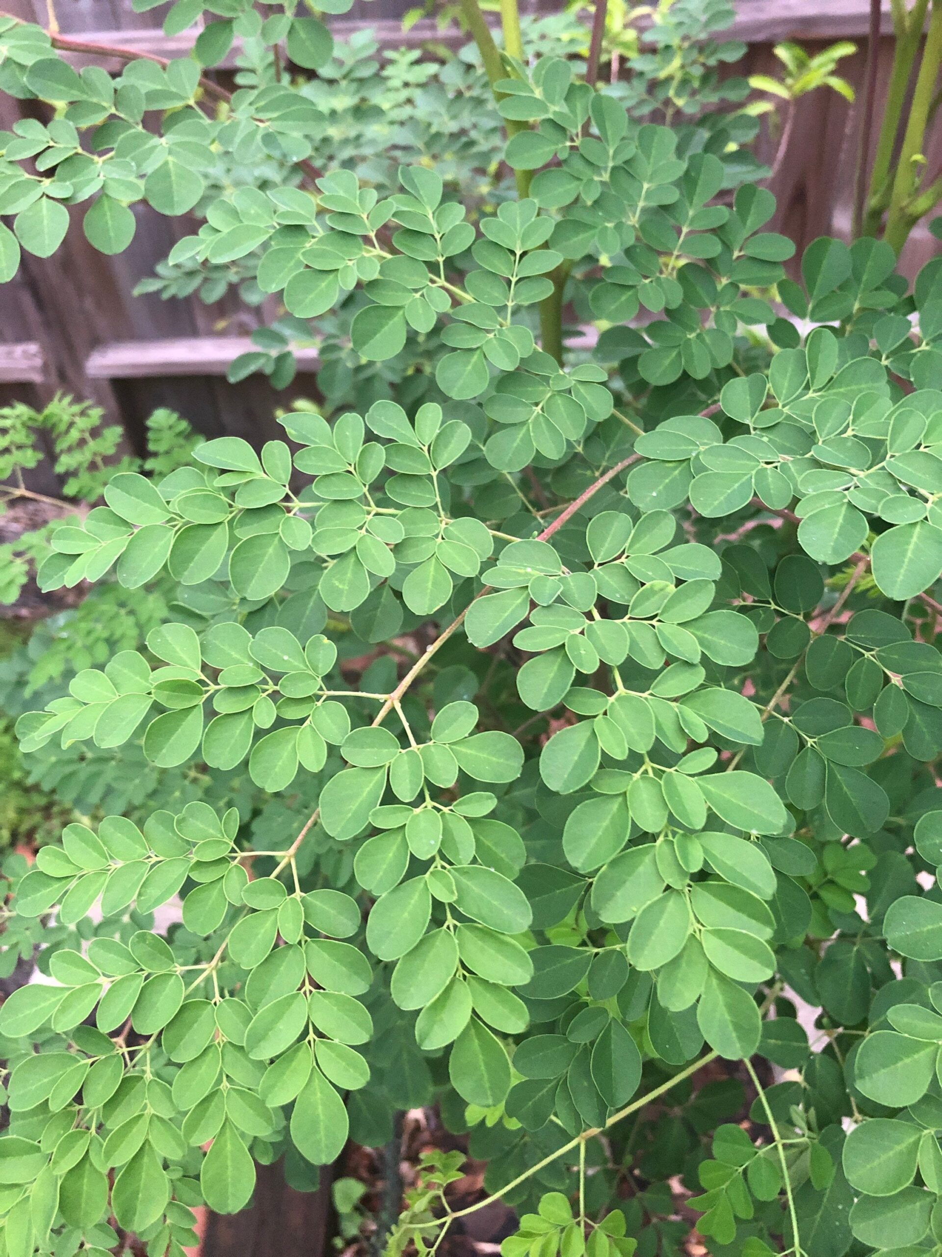 Six health benefits of Moringa