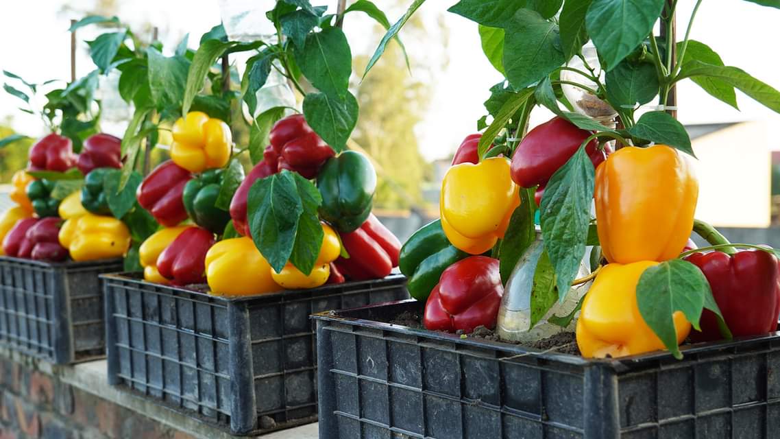 Unconventional Bell Pepper Growing Save Costs, Boost Yields