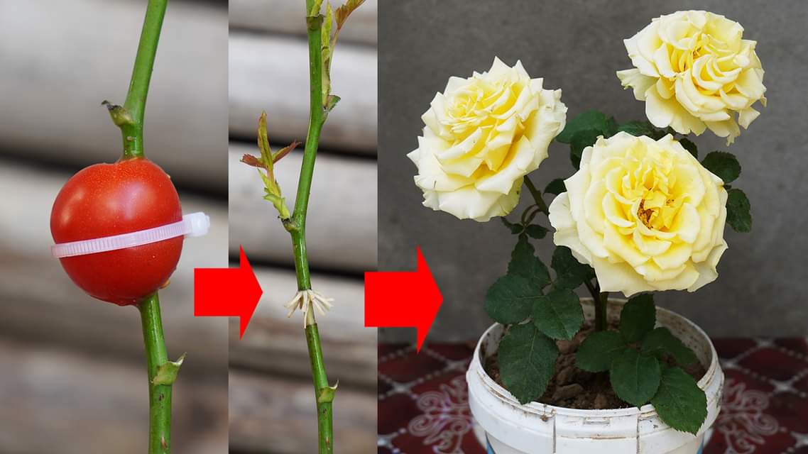 The Hidden Technique for Growing Gorgeous Roses [Video]