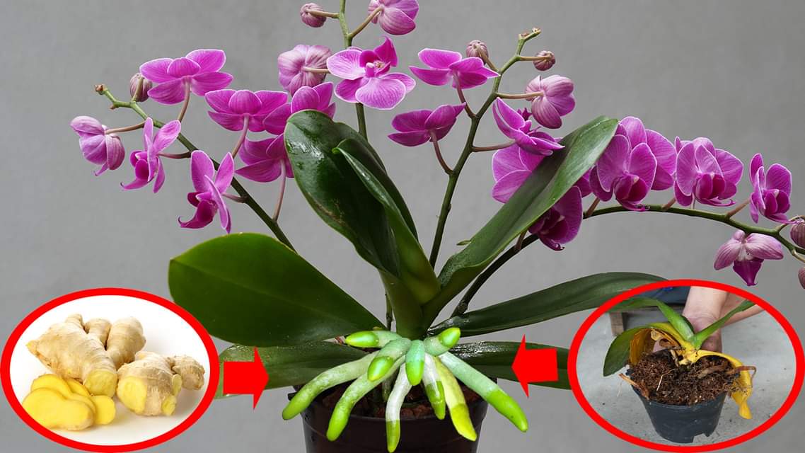 The Hidden Miracle of Orchids Dead and Decaying Flowers That Came Back to Life [Video]