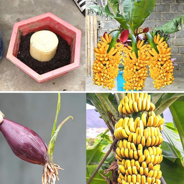 Growing Bananas at Home Surprising Techniques for Bountiful Harvests and Success [Video]