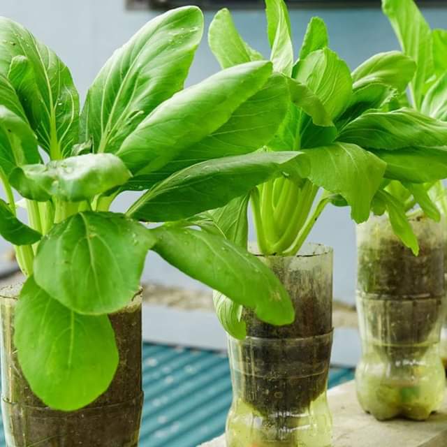 Growing Lush Vegetables With Plastic Bottles