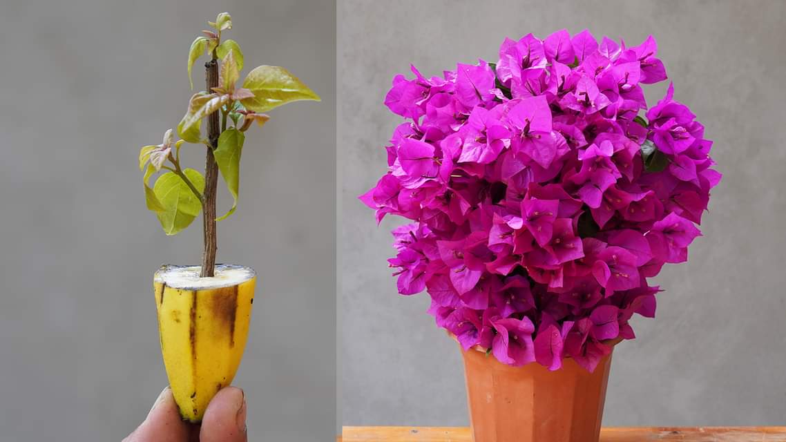 The Ultimate Guide to Growing Stunning Bougainvillea from Cuttings [Video]