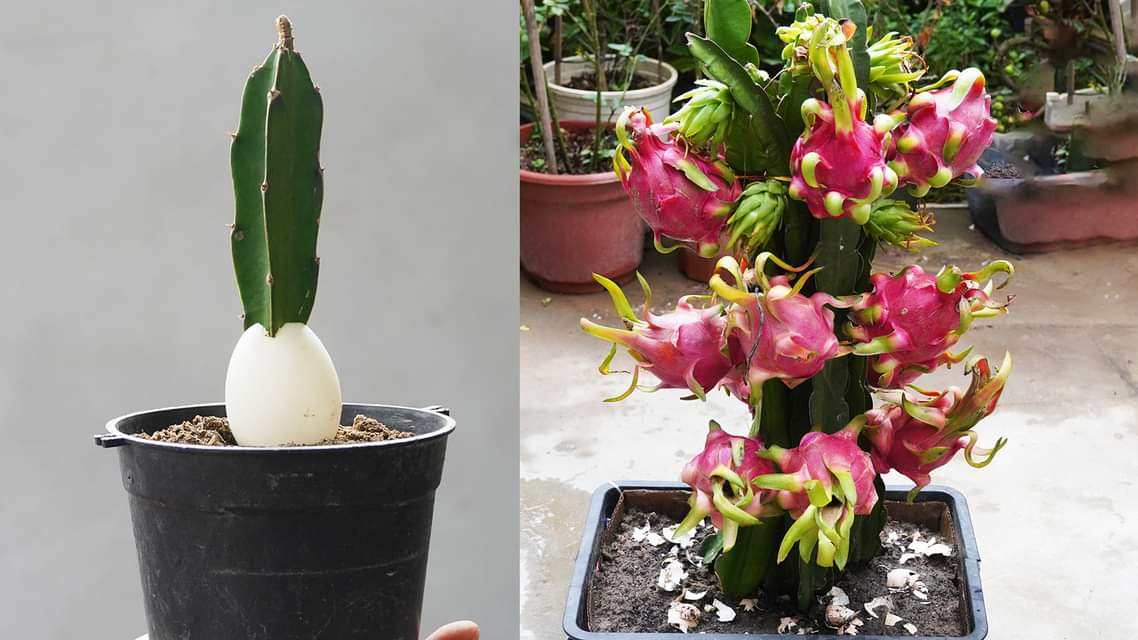 The Secret To Growing Dragon Fruit With Creative Cuttings