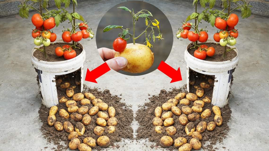 How To Grow Potatoes And Tomatoes You Don’t Know