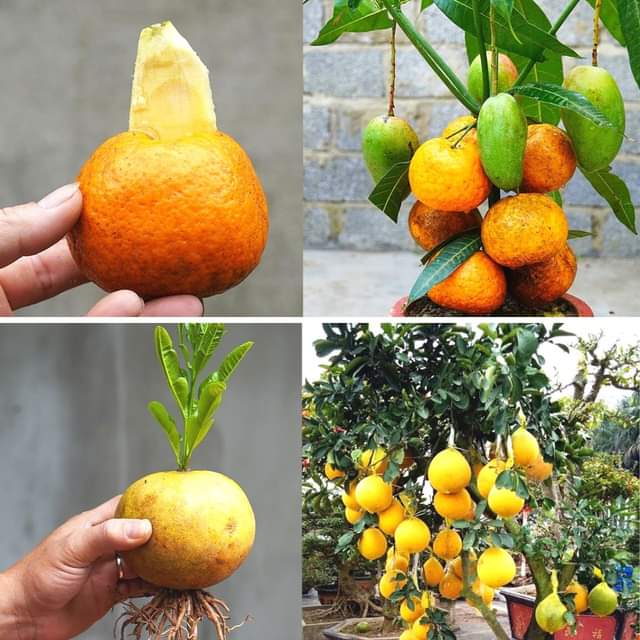 How to Grow Mangoes, Oranges and Grapefruits at Home