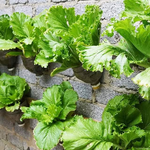 Have you ever tried growing vegetables on the wall?