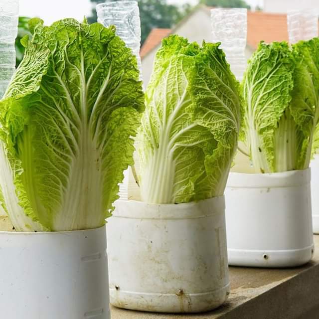 Growing Amazing Cabbage in Plastic Bottles