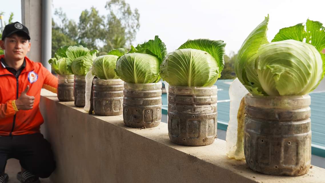 Shocking Secret: Plastic Bottle Cabbage Growth Revealed