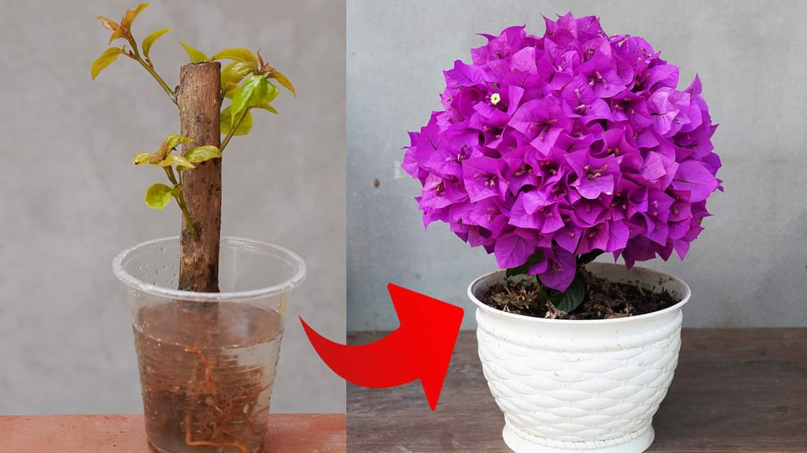 Discover the Key to Gorgeous Bougainvillea Pots Using Cuttings [Video]