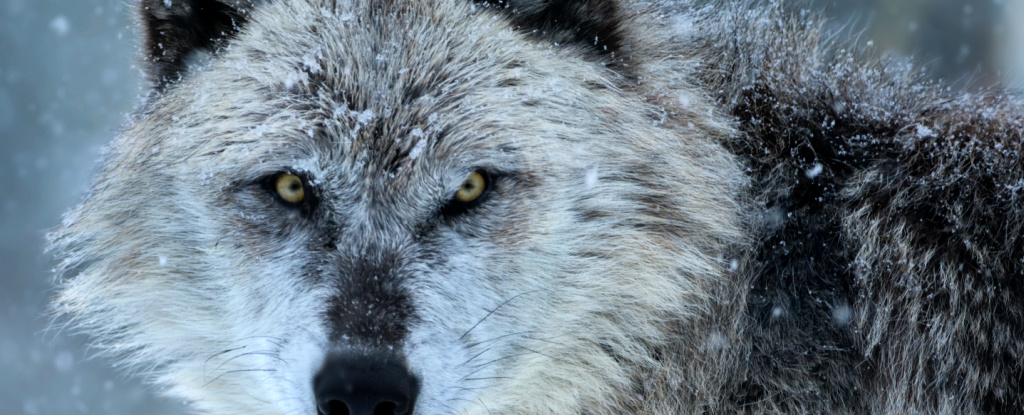 Something Strange Happens to Wolves Infected by Infamous Mind-Altering Parasite : ScienceAlert