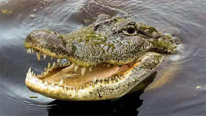 Crocodiles tear prophet to pieces during baptism