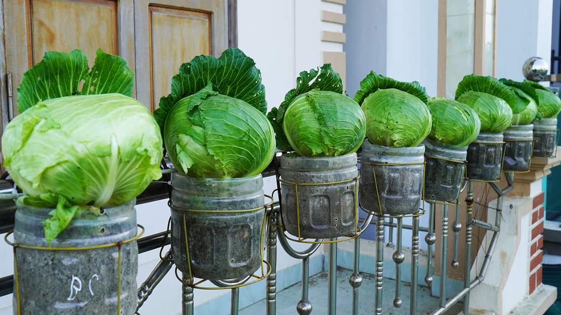 Secrets to Growing Fresh Cabbage on Your Balcony [Video]