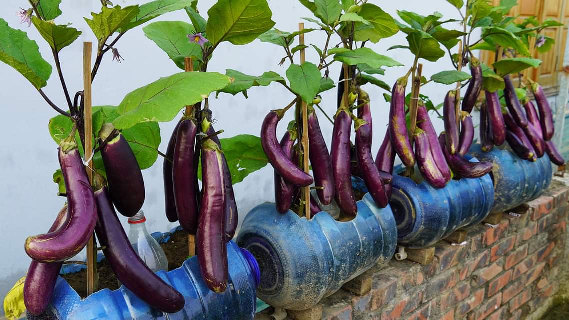 The Shocking Technique for Growing Huge Eggplants in Plastic Bottles [Video]