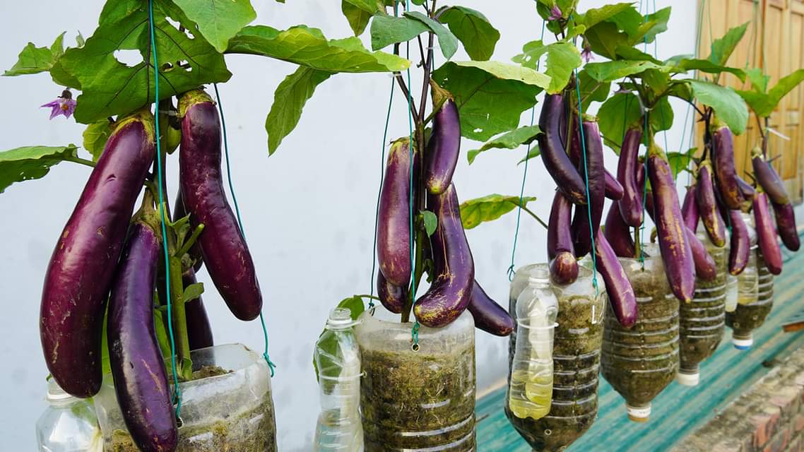 Unveiling the Secret to Bountiful Plastic Bottle Eggplants