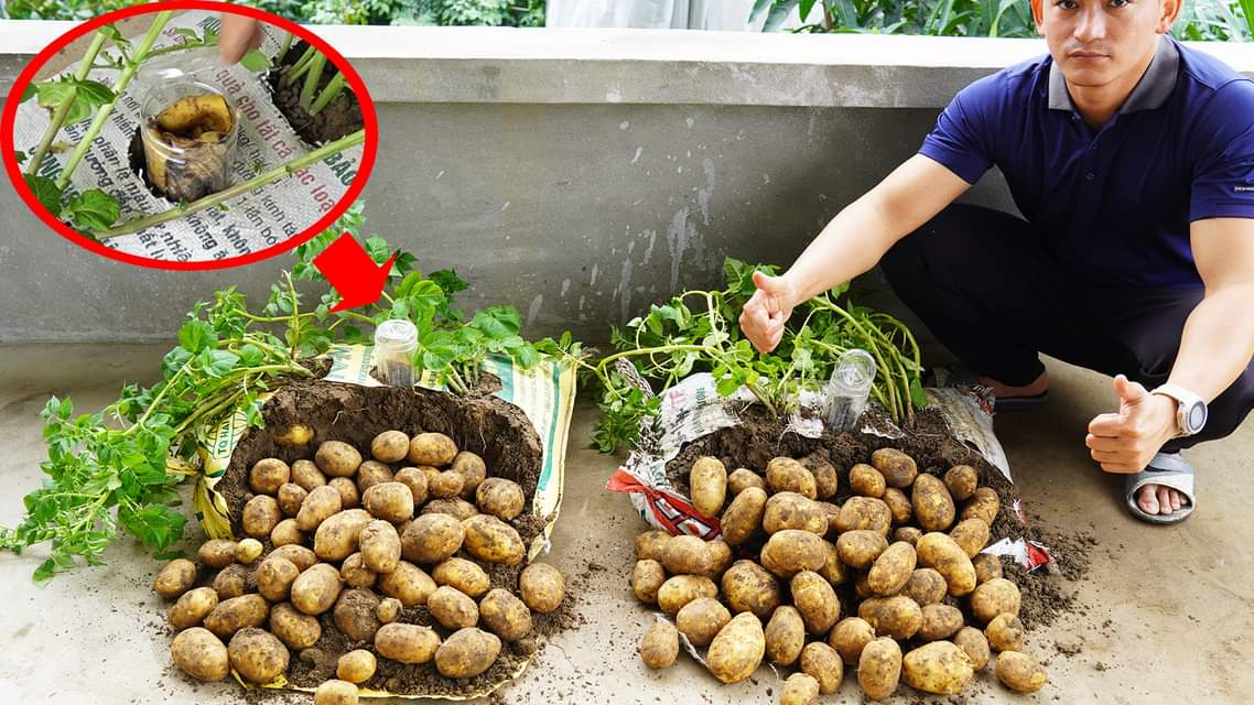 Unbelievable Potato Yield: Surprising Technique Revealed! [Video]