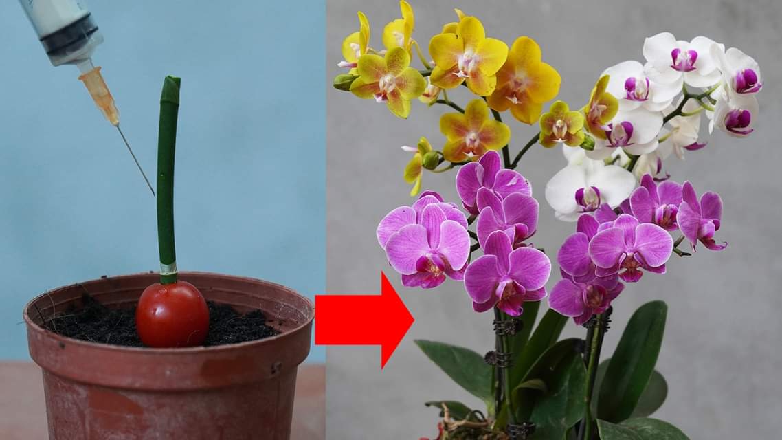 The Hidden Secret Behind Orchids’ Multicolored Miracle Blooms