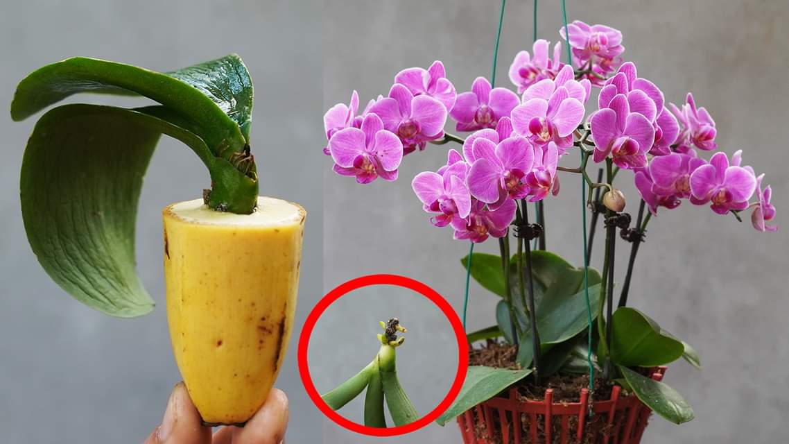 Say Goodbye to Slow-growing Orchids Transform Your Garden with This Fruit [Video]