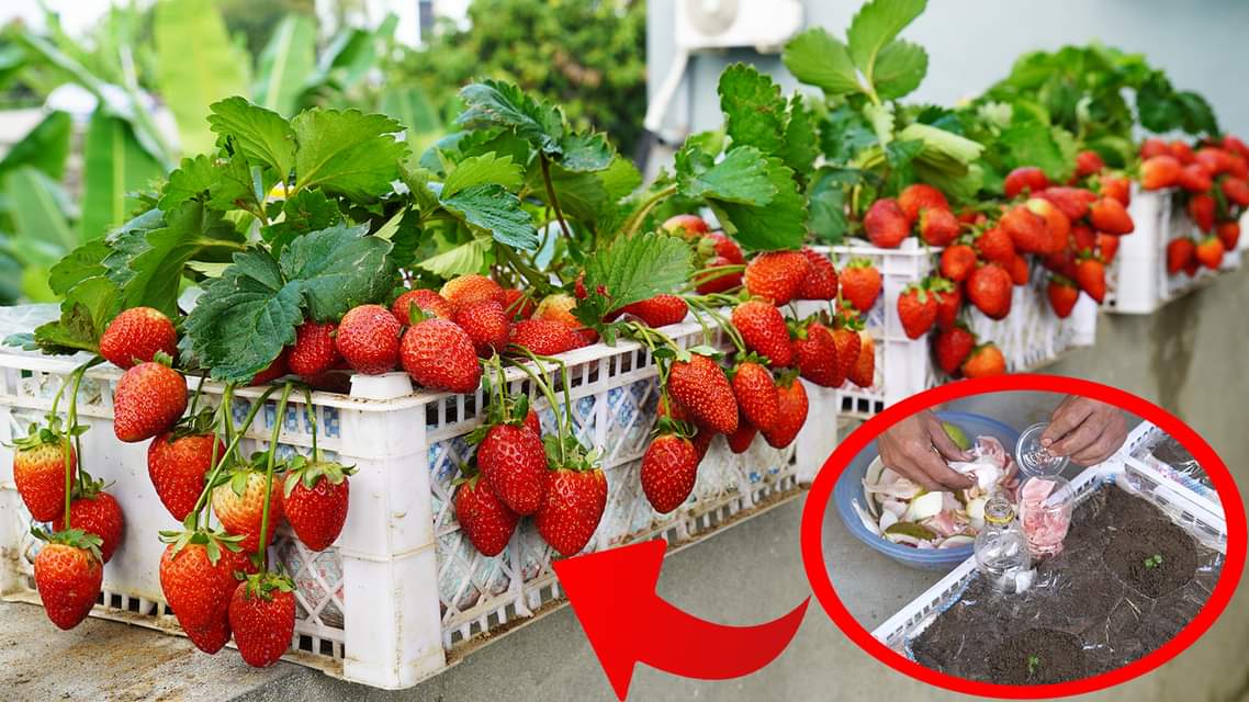 The Strawberry Secret: Maximize Balcony Harvest with High Yield [Video]