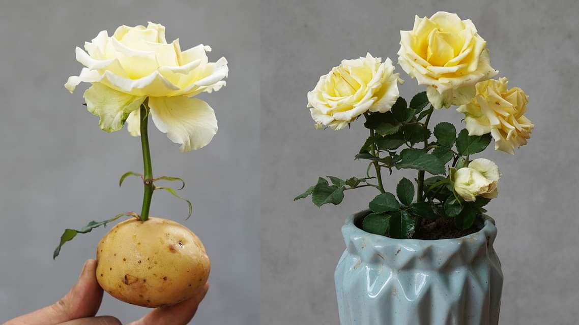 Unveiling the Secret Grow Roses from Cuttings using Potatoes [Video]