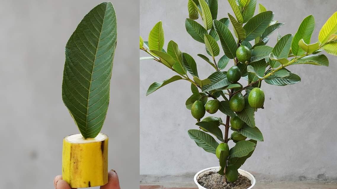 Unlock the Hidden Method to Growing Guava Using Bananas