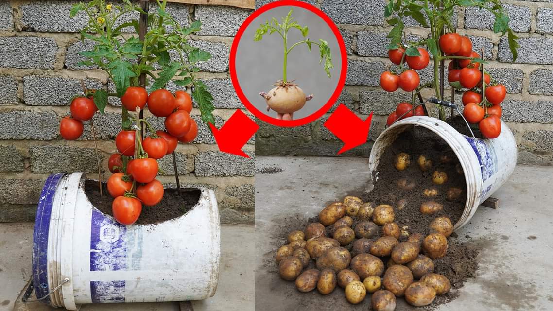 Unlocking the Surprising Secret of Growing Tomatoes and Potatoes 2-in-1